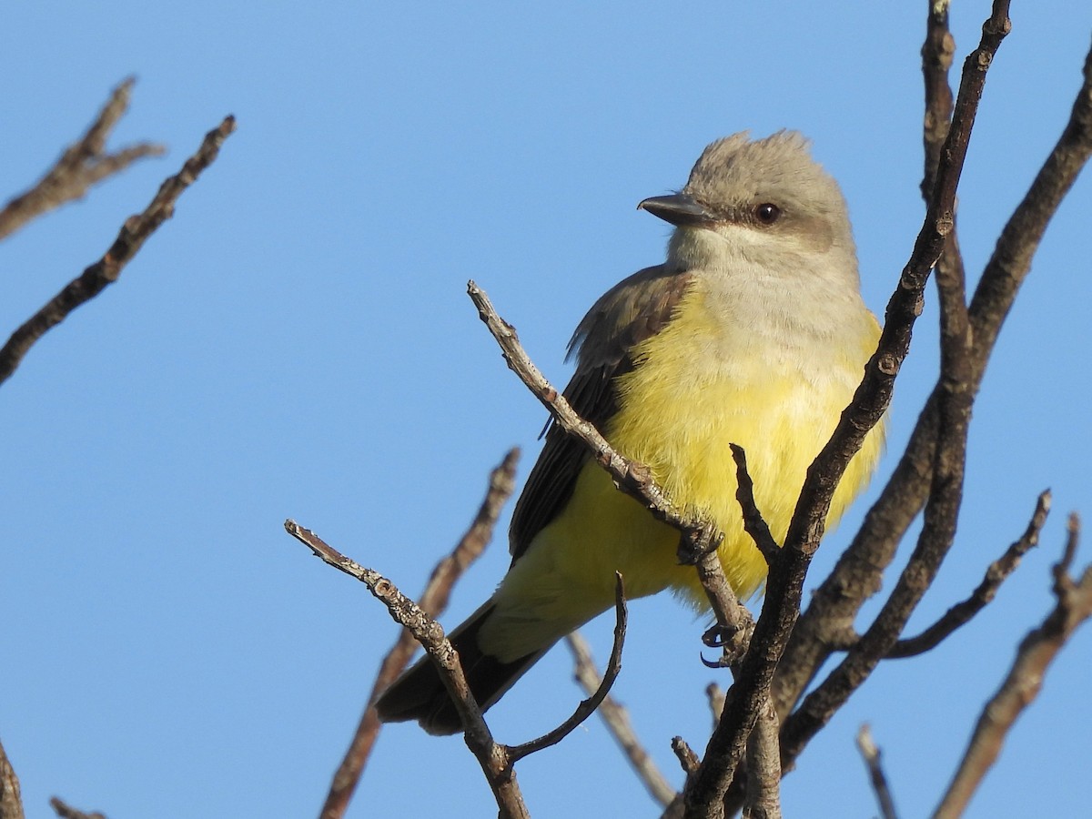 Western Kingbird - ML619209387