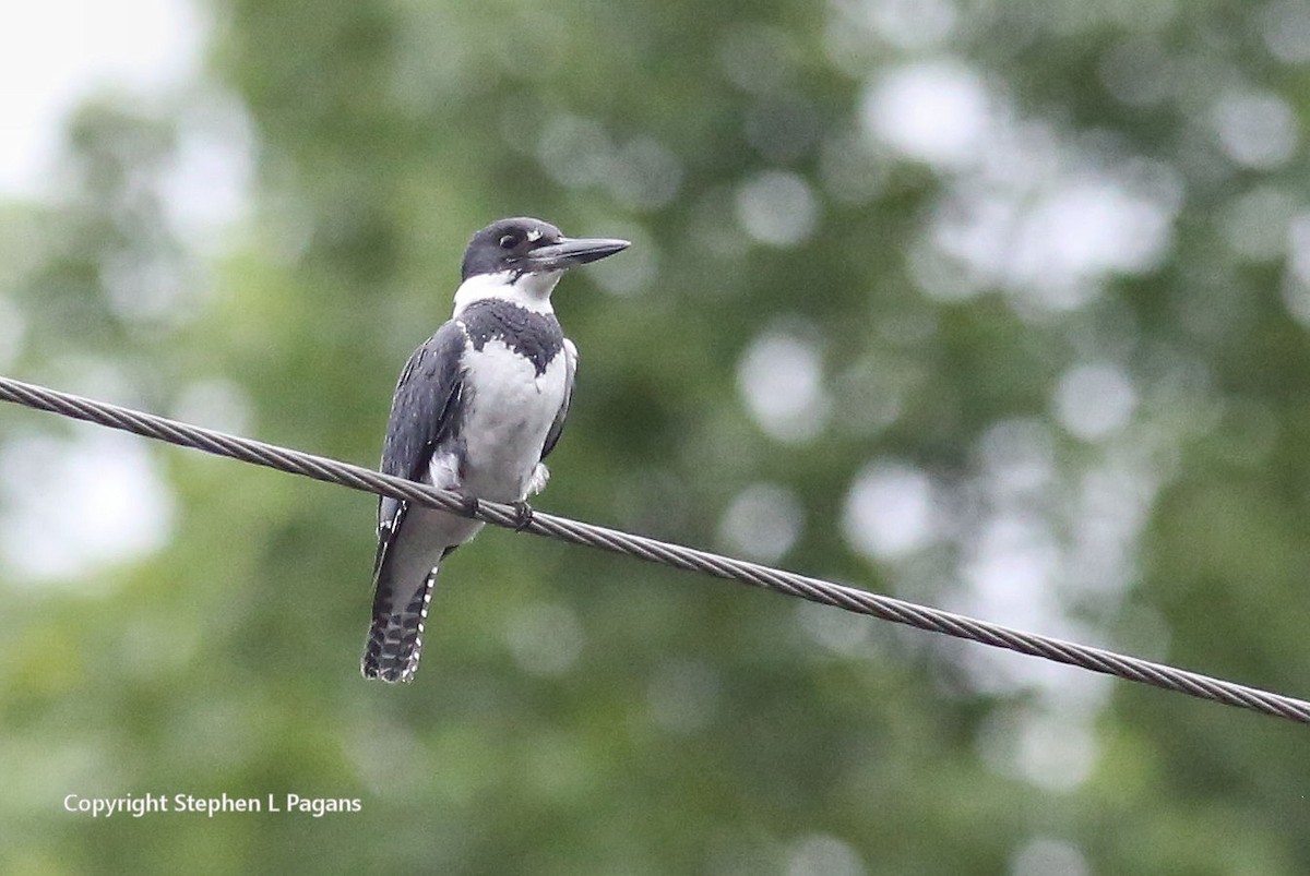 Belted Kingfisher - ML619209397