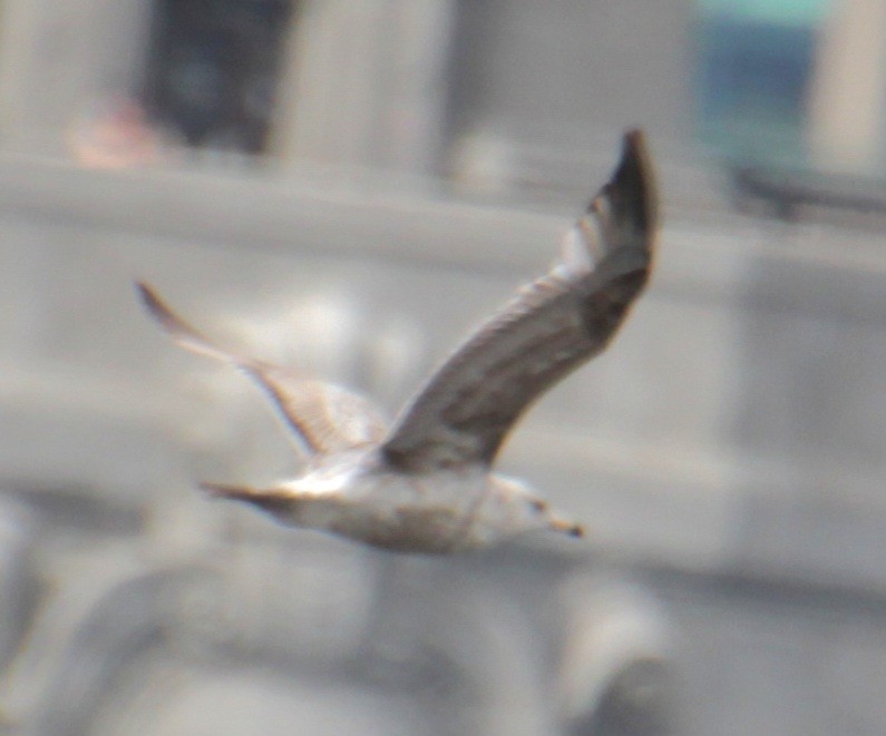 Herring Gull (American) - Samuel Harris