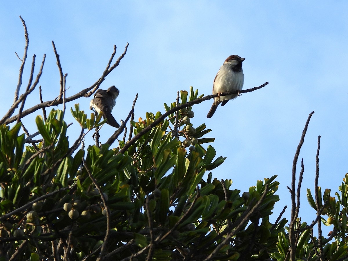 House Sparrow - ML619209418