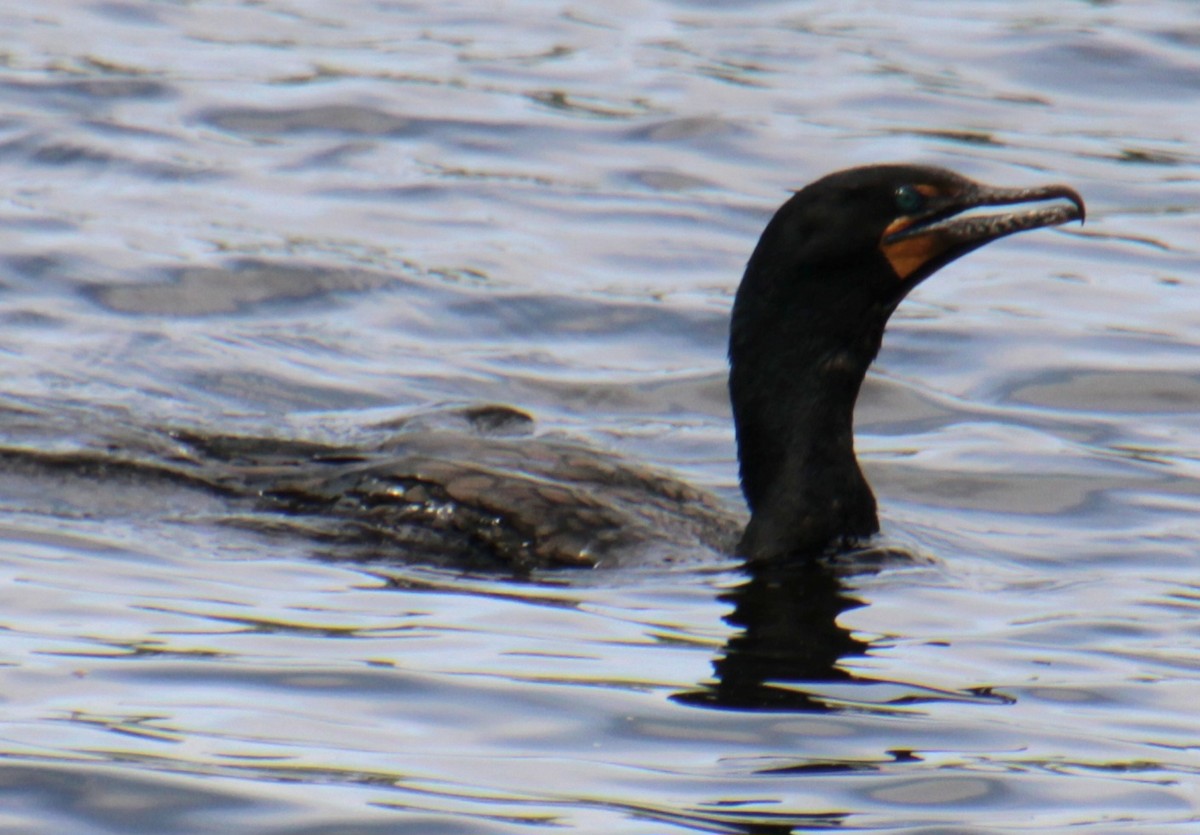 Double-crested Cormorant - Samuel Harris