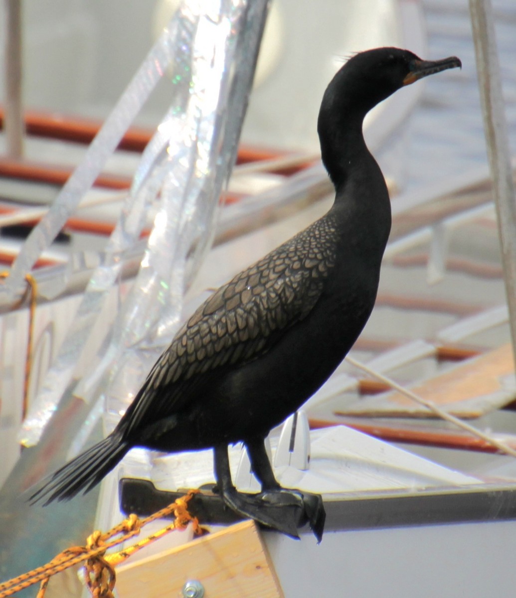 Double-crested Cormorant - Samuel Harris