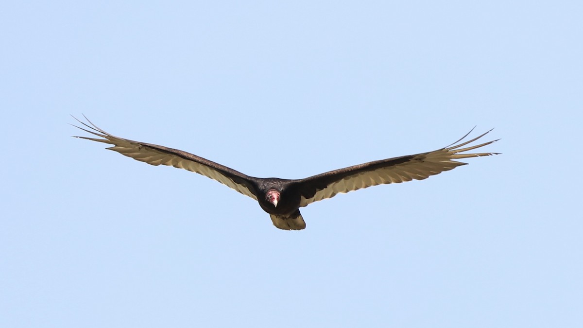 Turkey Vulture - Emily Gambone