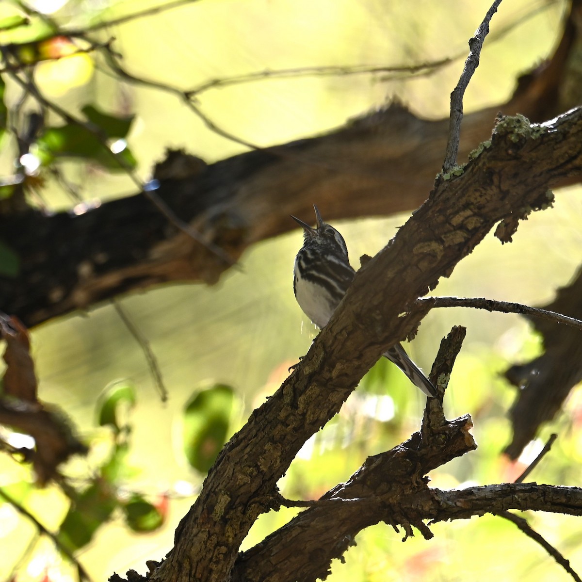 Black-and-white Warbler - ML619209437
