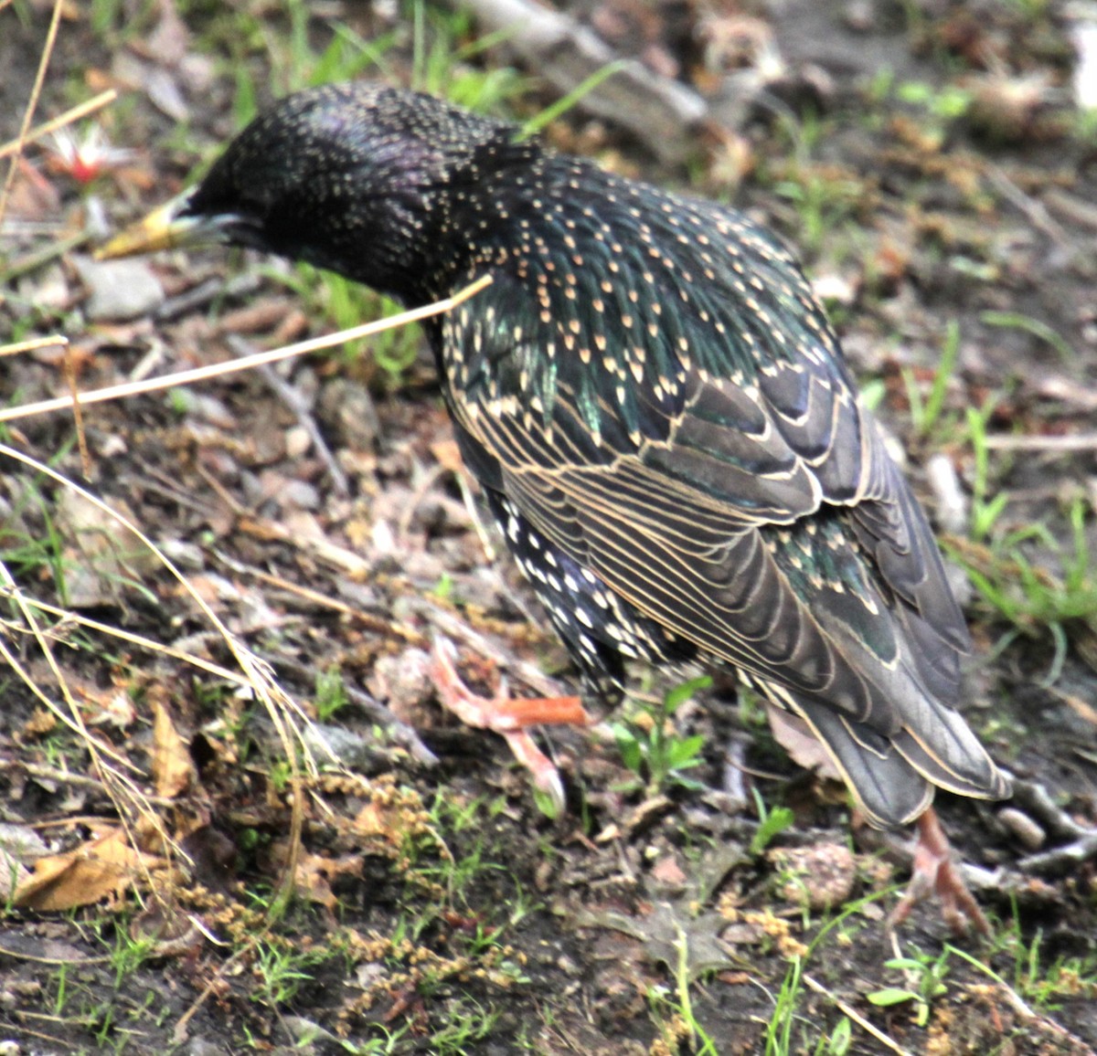 European Starling - Samuel Harris