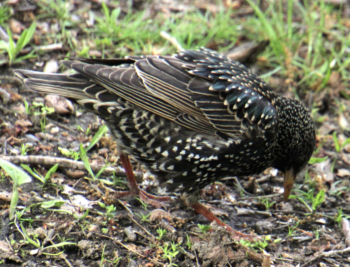 European Starling - Samuel Harris