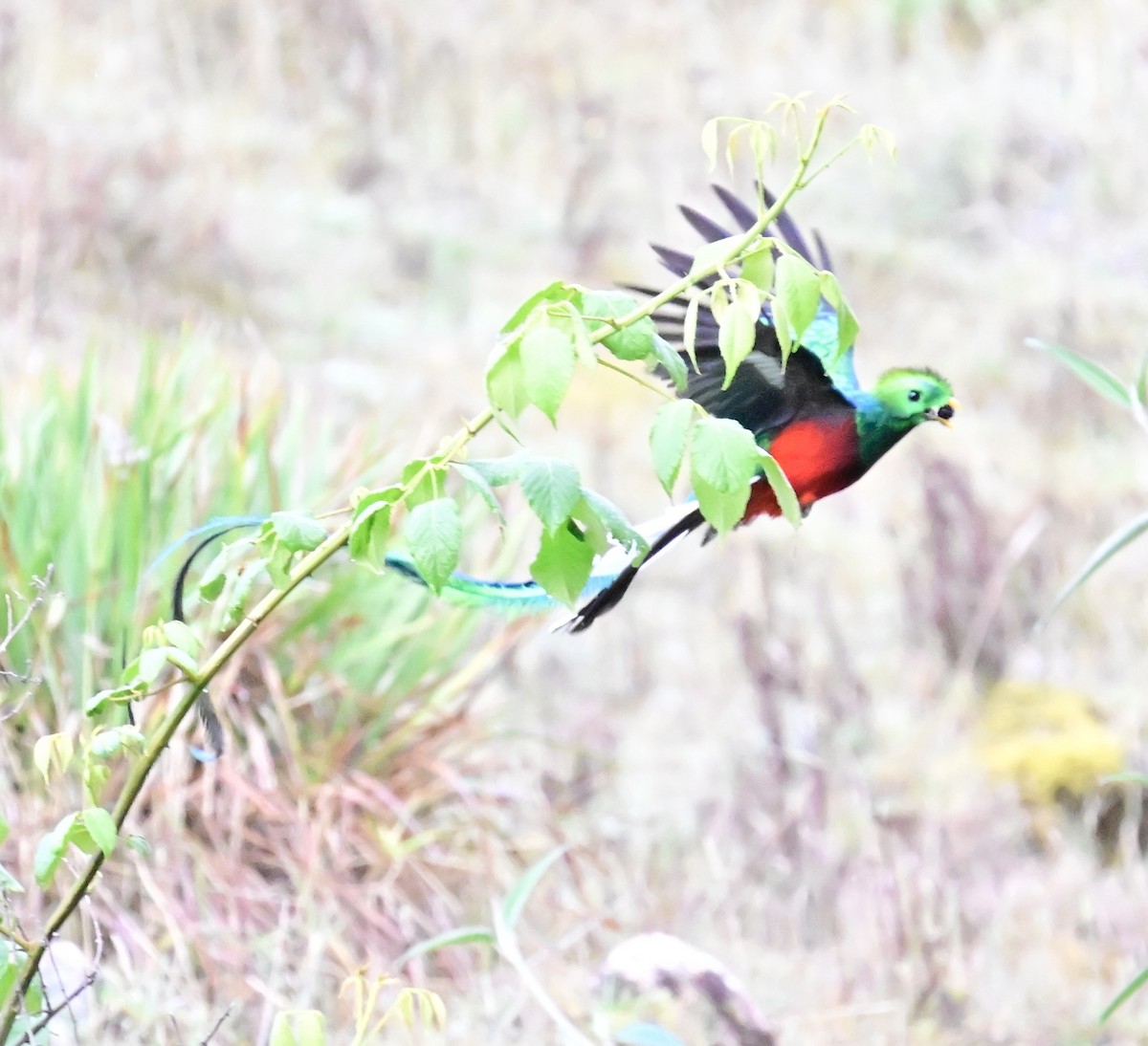 Resplendent Quetzal - Vivian Fung