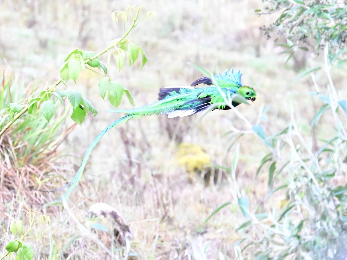 Resplendent Quetzal - Vivian Fung