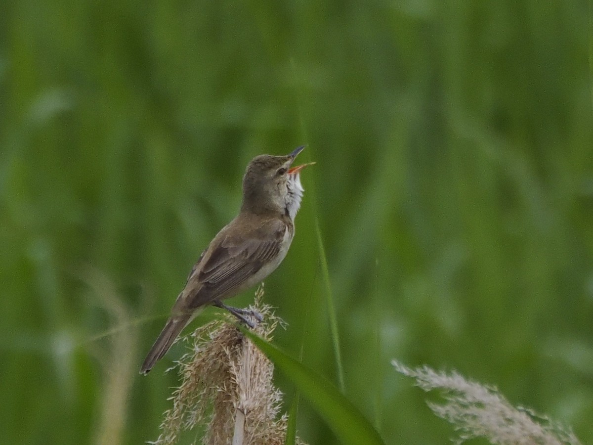 東方大葦鶯 - ML619209455
