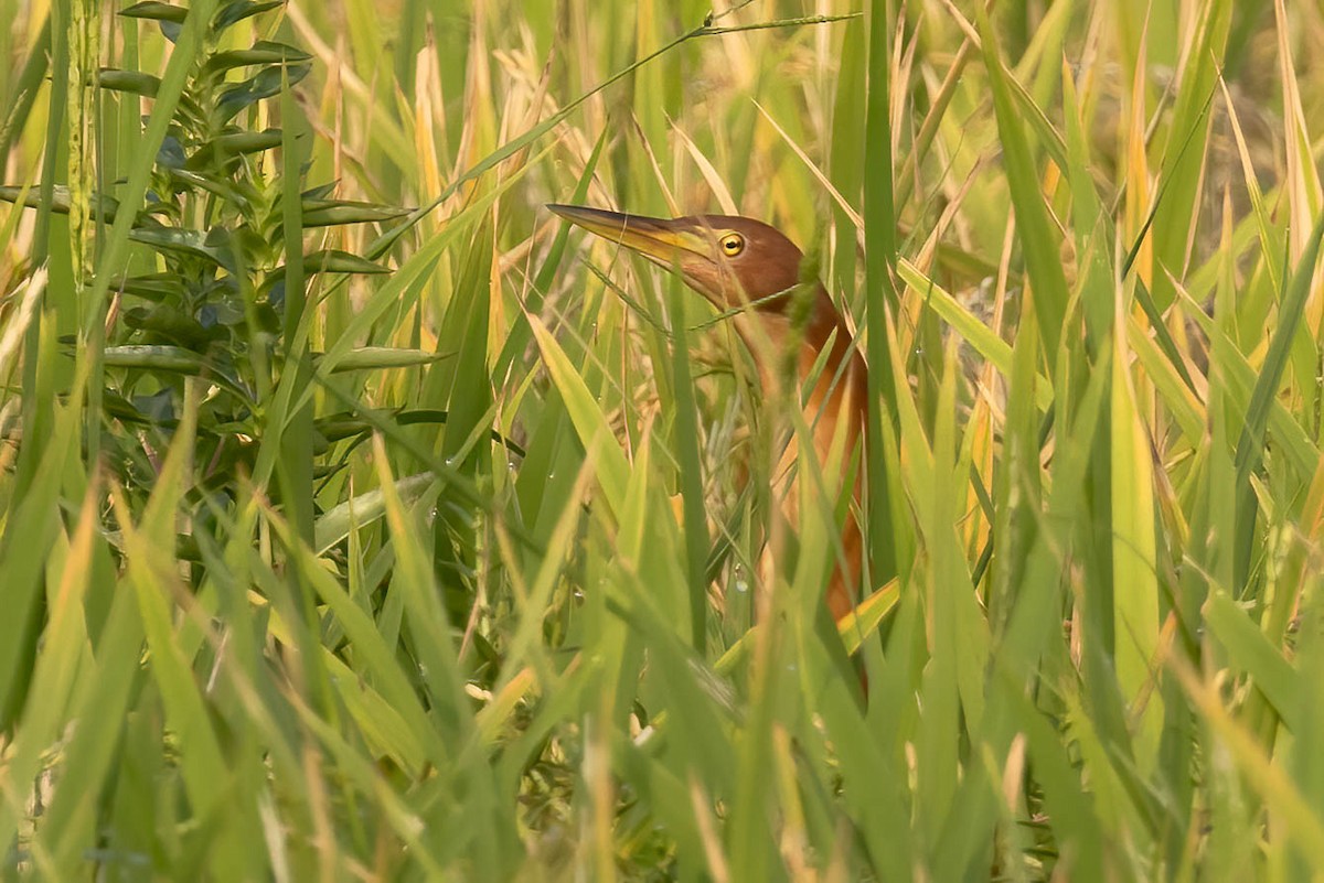 Cinnamon Bittern - Neeraja V