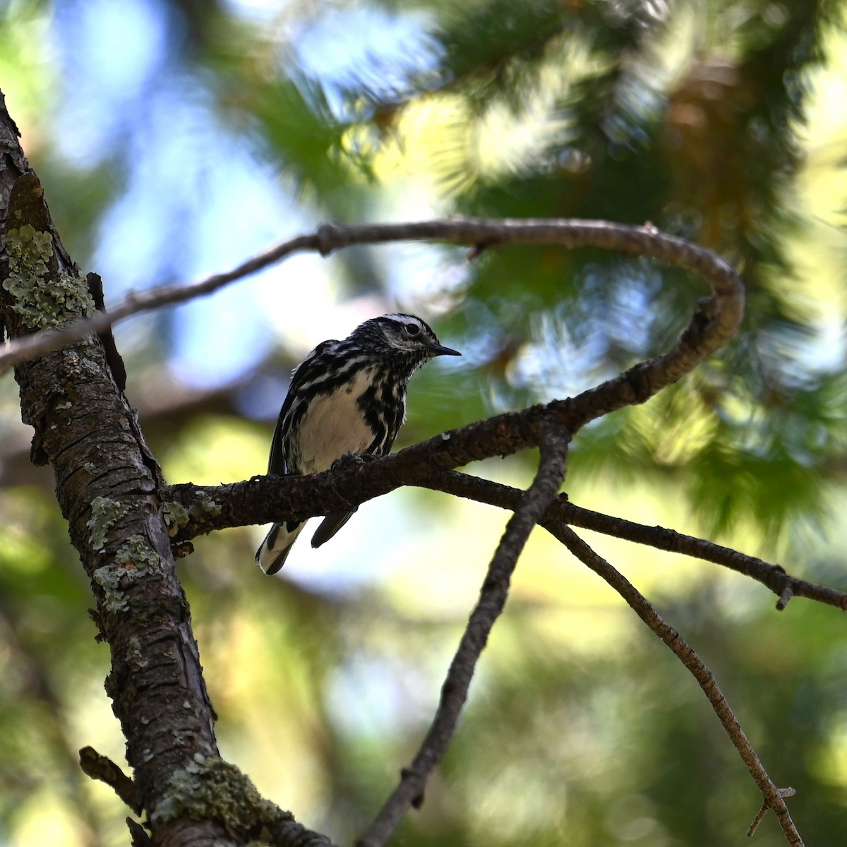 Black-and-white Warbler - ML619209472