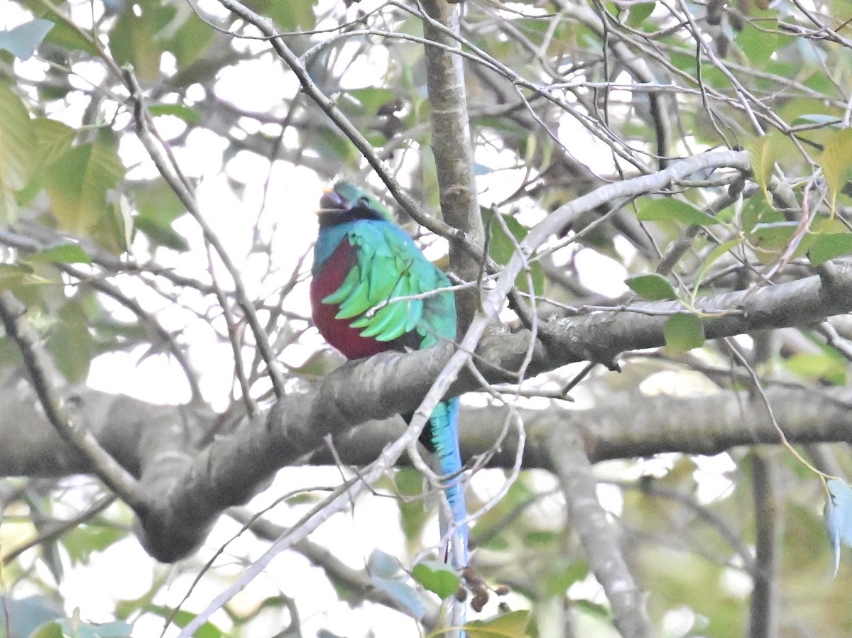 Resplendent Quetzal - Vivian Fung