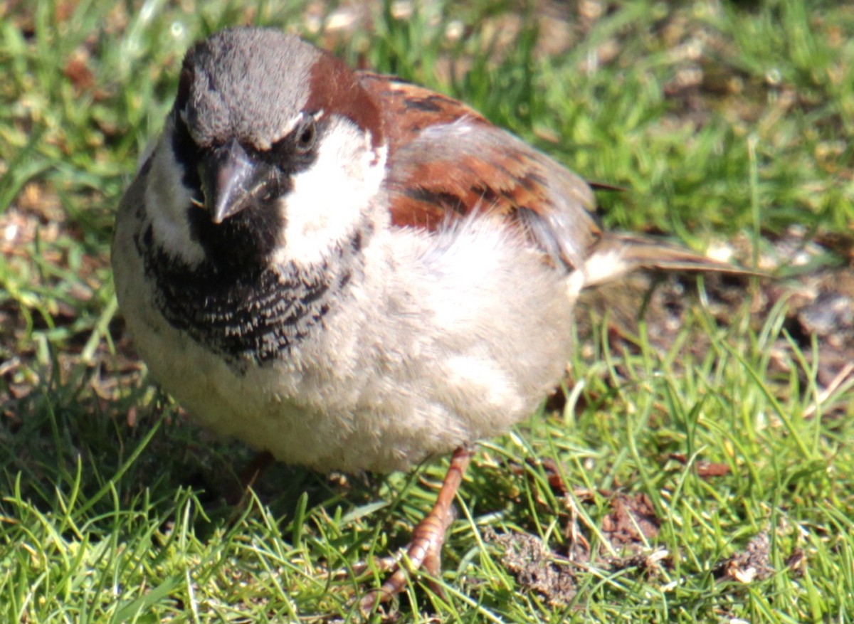 House Sparrow - Samuel Harris