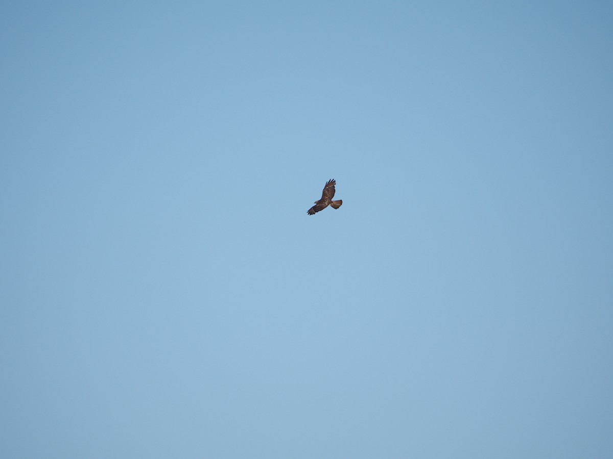 Broad-winged Hawk - Bob Nieman