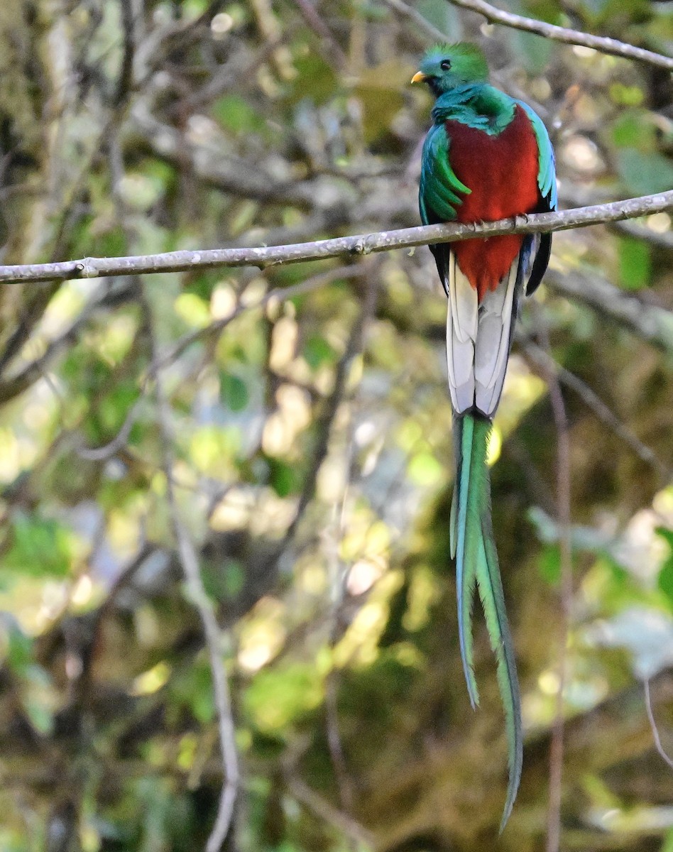 Resplendent Quetzal - Vivian Fung