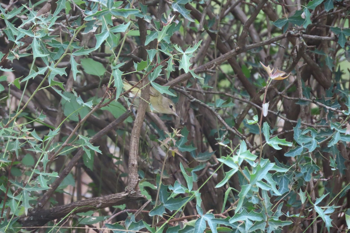 Orange-crowned Warbler - David Brinkman