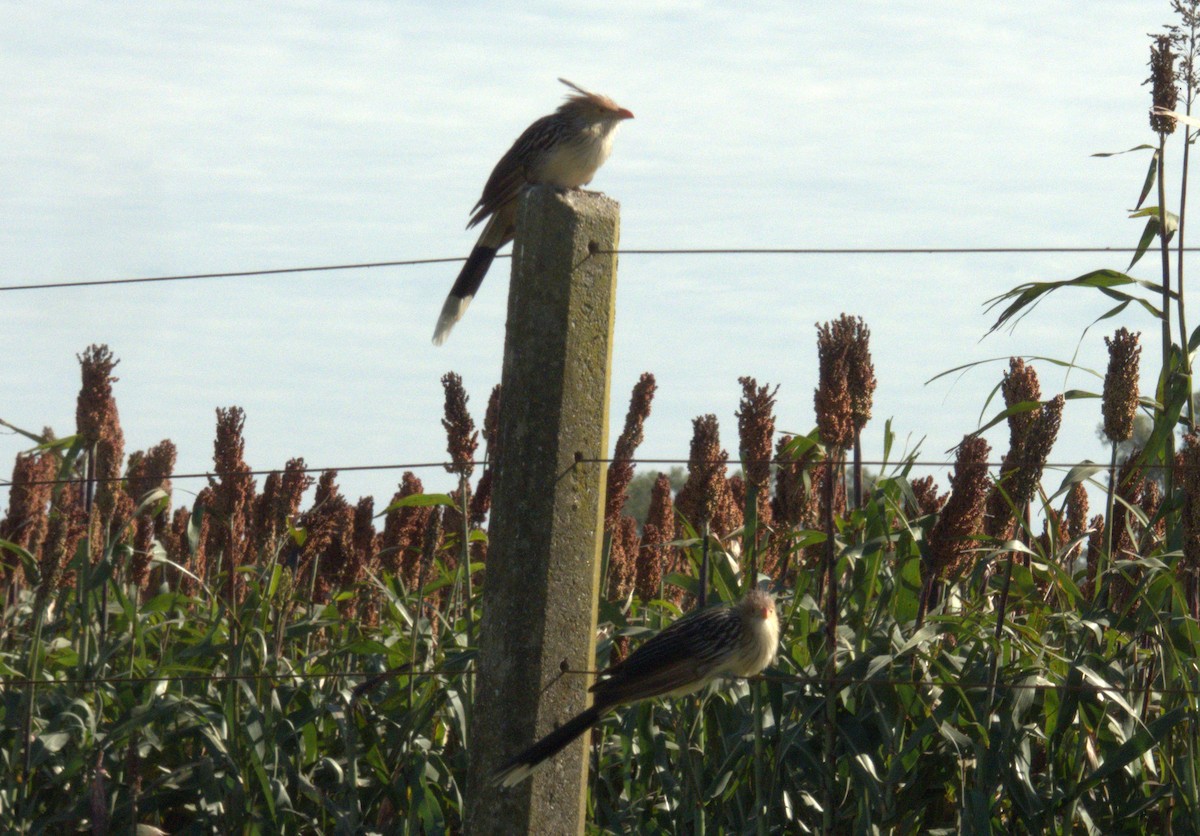 Guira Cuckoo - Edgardo Oscar Pic