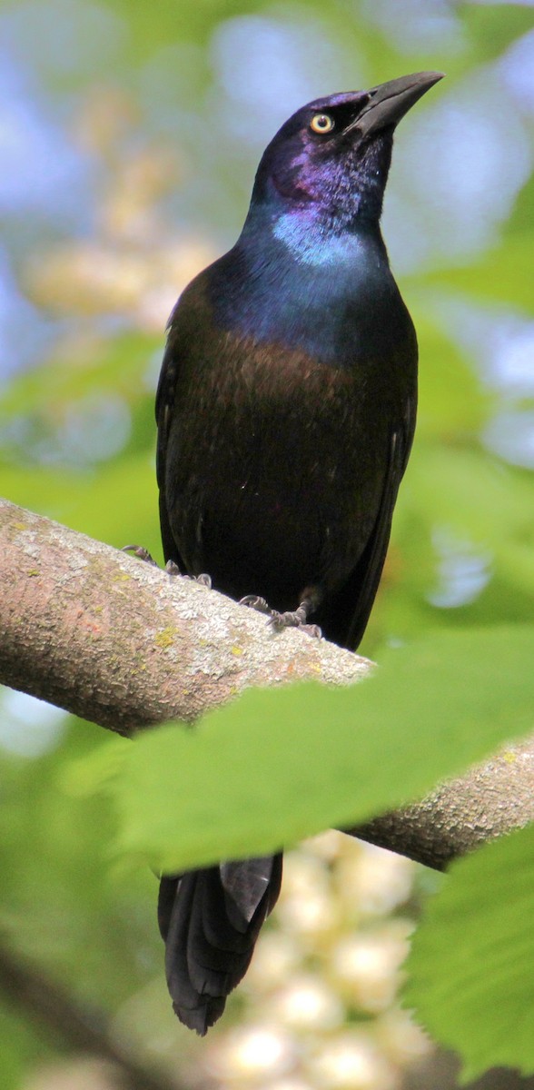 Common Grackle (Bronzed) - Samuel Harris