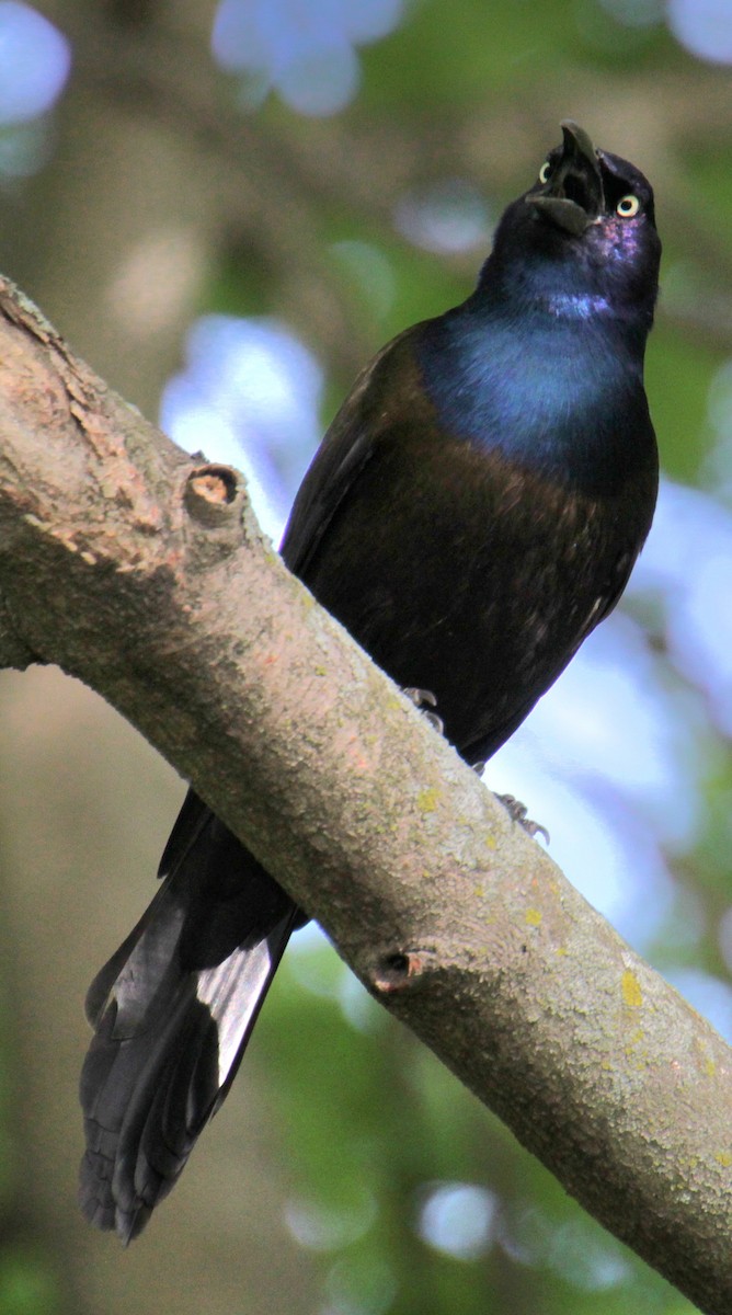 Common Grackle (Bronzed) - Samuel Harris