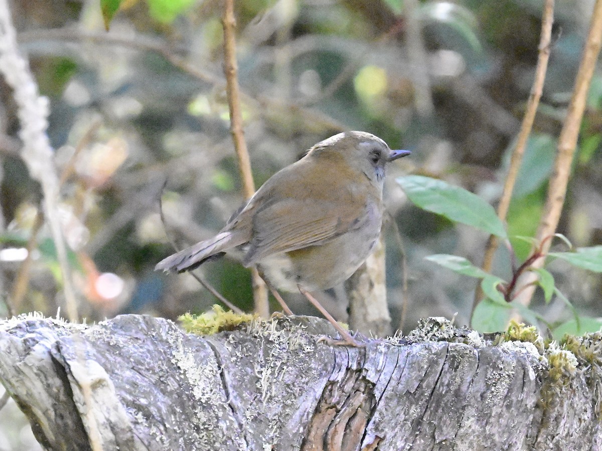 Black-billed Nightingale-Thrush - Vivian Fung