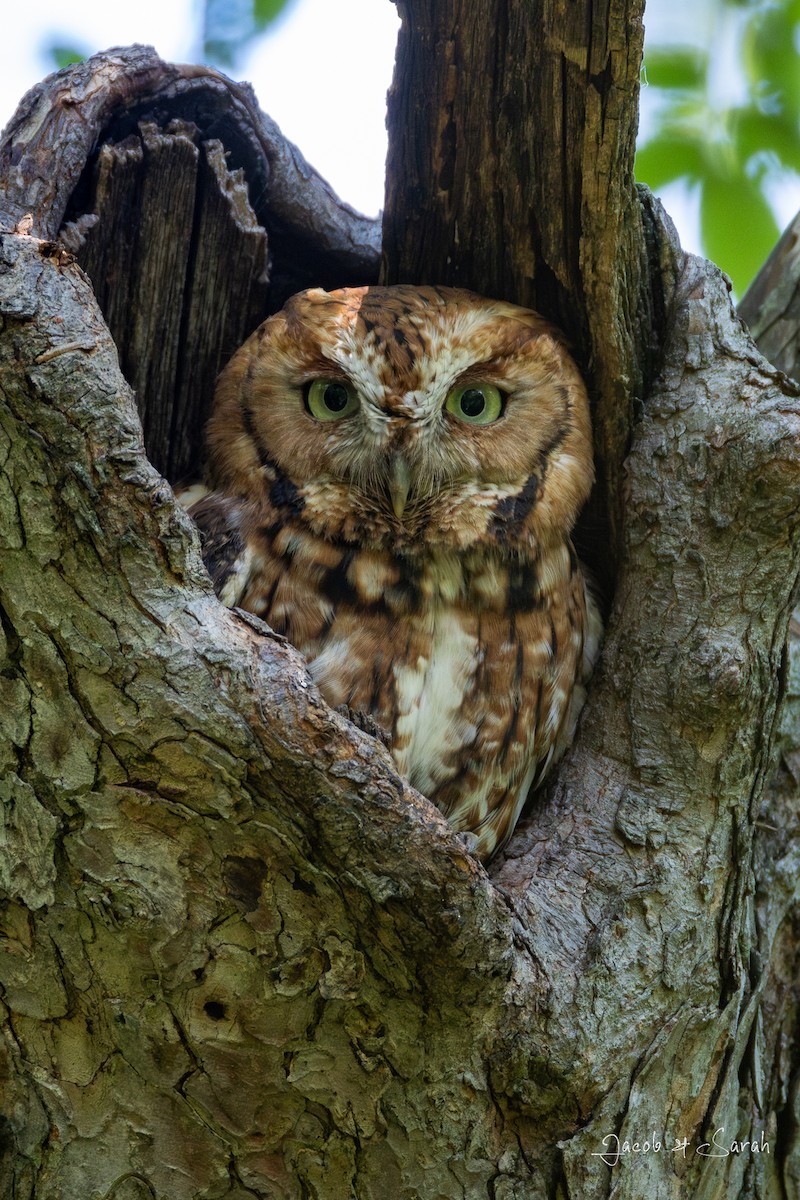 Eastern Screech-Owl - Jacob Bliss