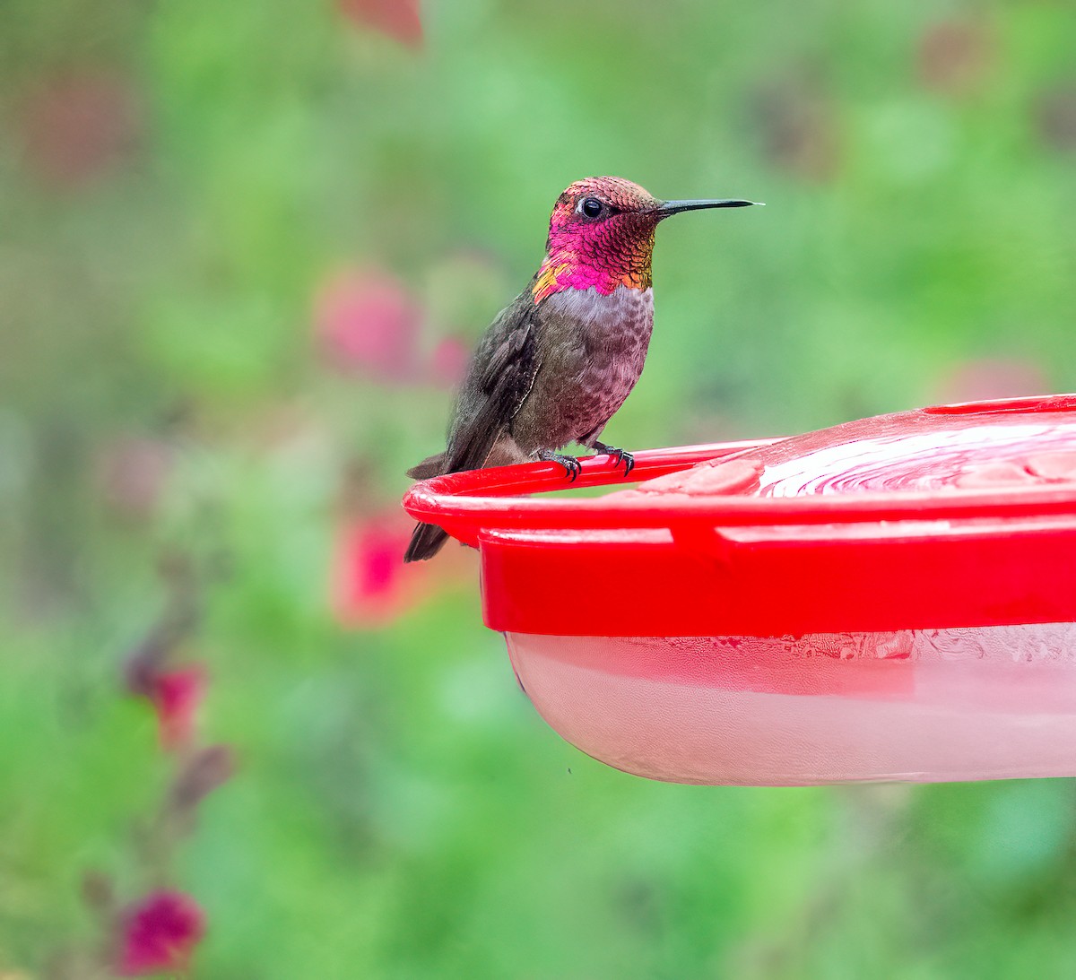 Anna's Hummingbird - Lois Farrington