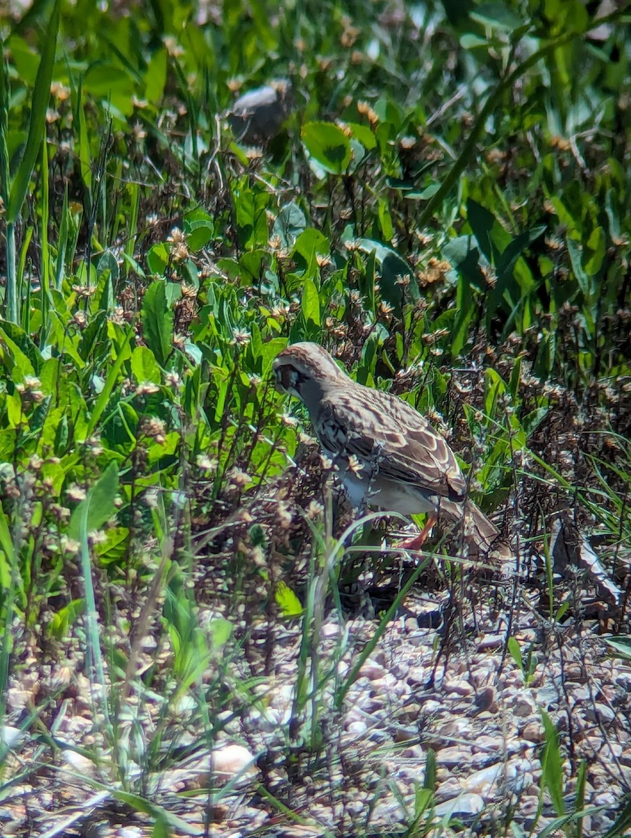 Lark Sparrow - Jack N