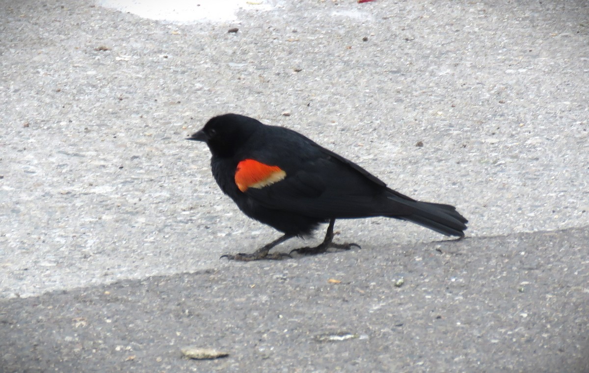 Red-winged Blackbird - Michael Long