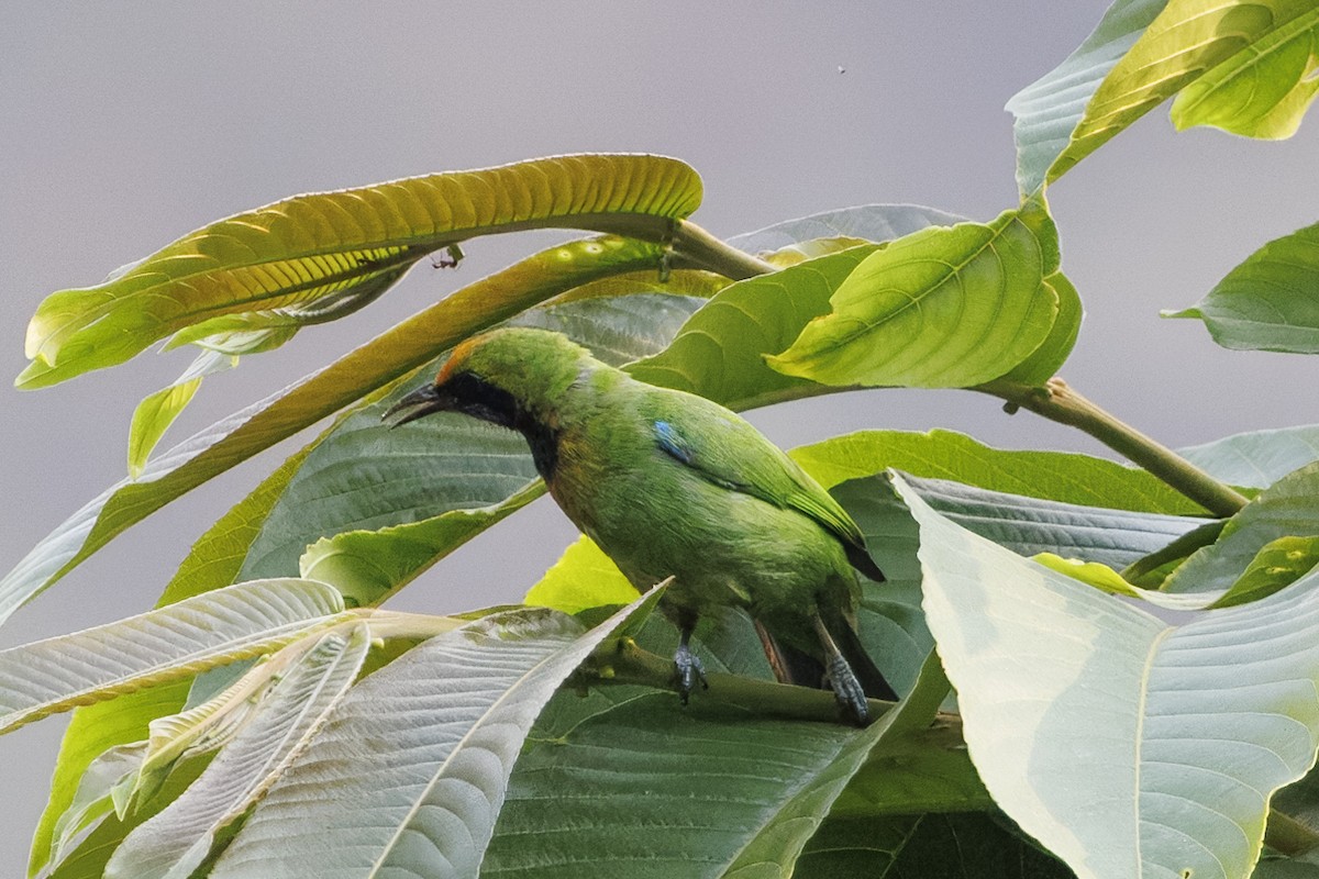 Golden-fronted Leafbird - Robert Lewis