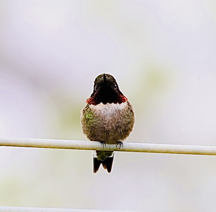 Ruby-throated Hummingbird - Martin Yates
