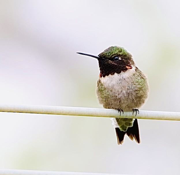 Ruby-throated Hummingbird - Martin Yates