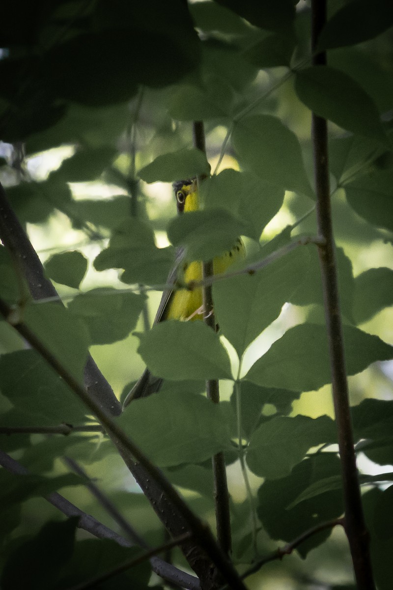 Canada Warbler - ML619209565