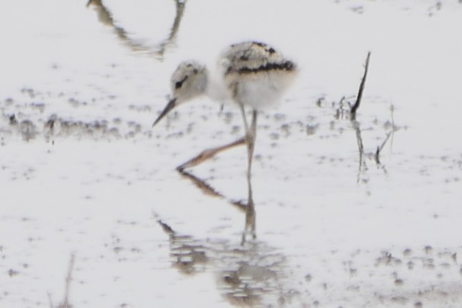 Black-necked Stilt - Walter Lamb