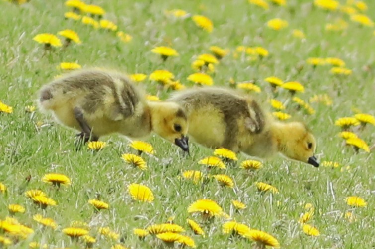 Canada Goose - Irene Crosland