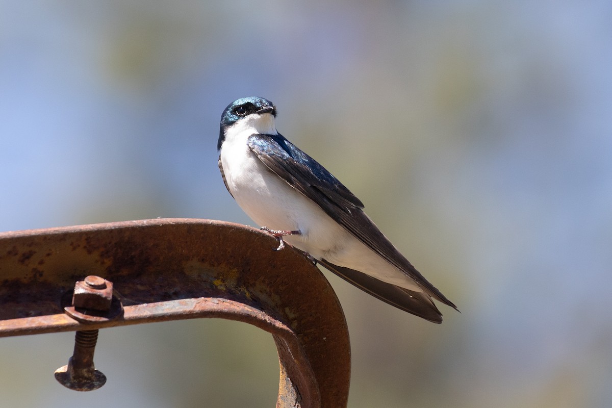 Golondrina Bicolor - ML619209588