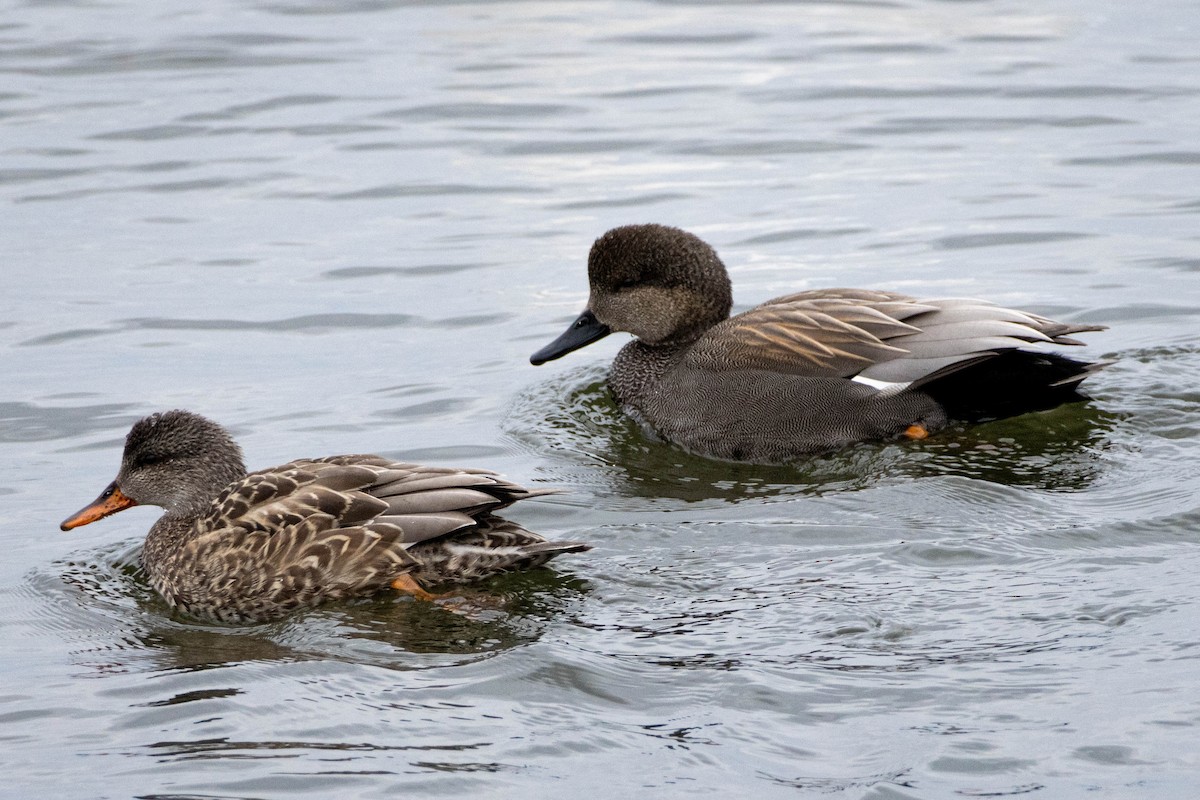 Canard chipeau - ML619209623