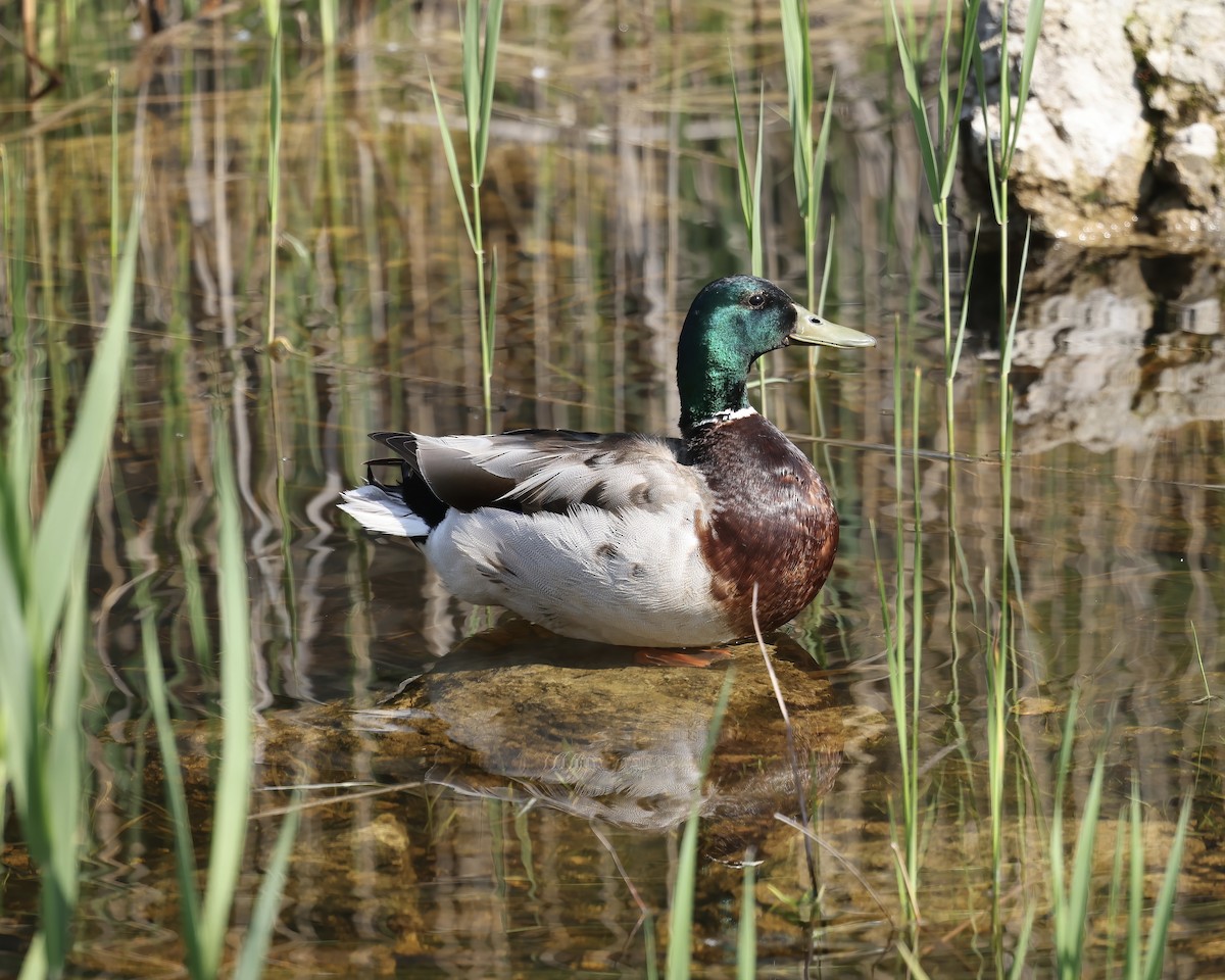 Mallard - Debbie Kosater