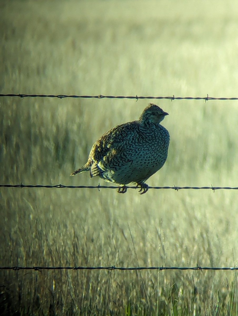 Sharp-tailed Grouse - Jack N