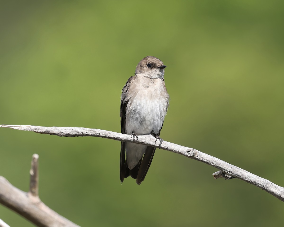 Northern Rough-winged Swallow - Debbie Kosater