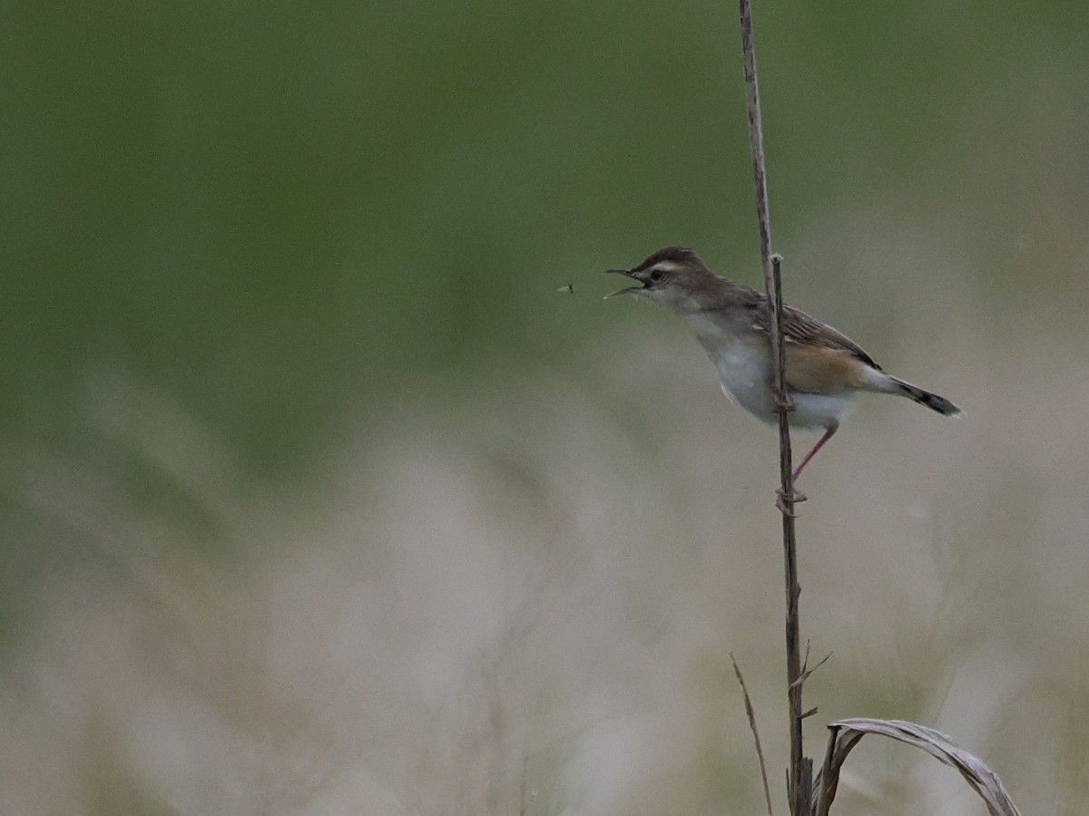 棕扇尾鶯 - ML619209644