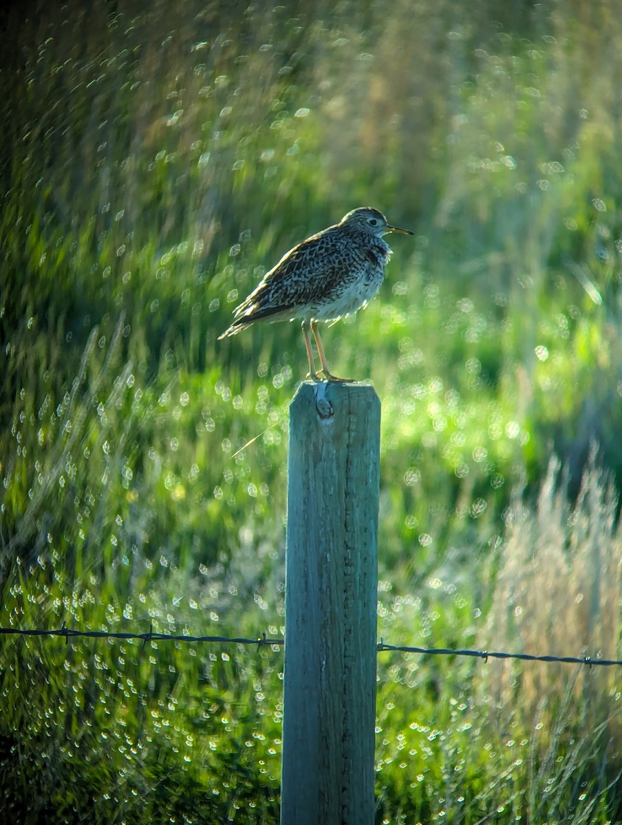 Upland Sandpiper - Jack N