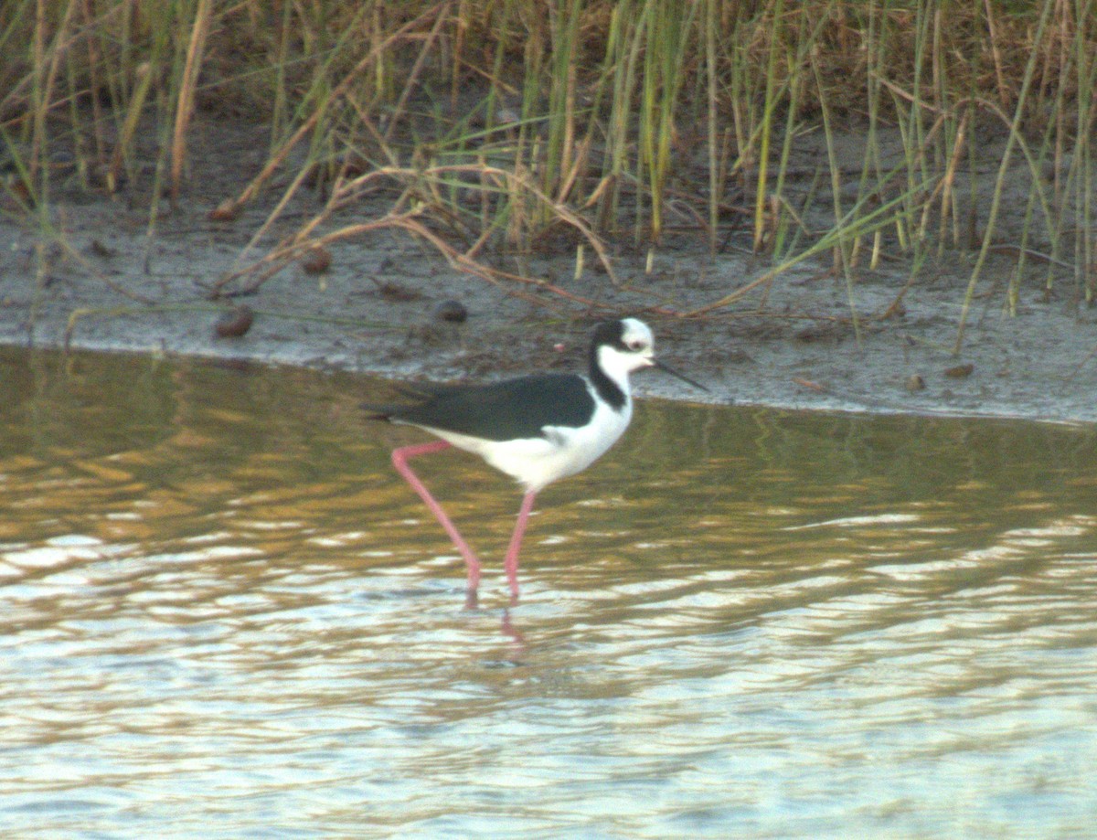 Black-necked Stilt - Edgardo Oscar Pic