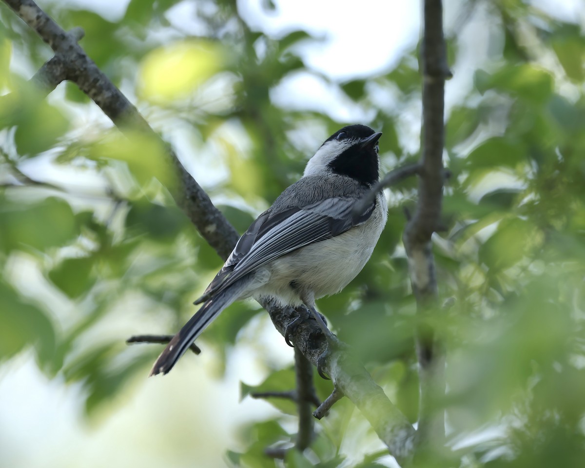 Black-capped Chickadee - Debbie Kosater