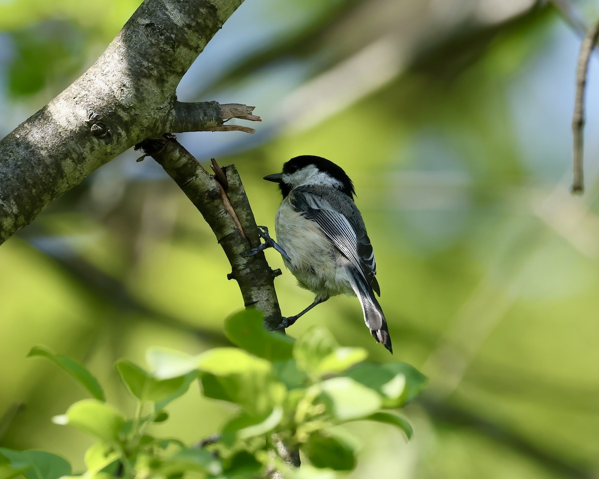 Black-capped Chickadee - Debbie Kosater