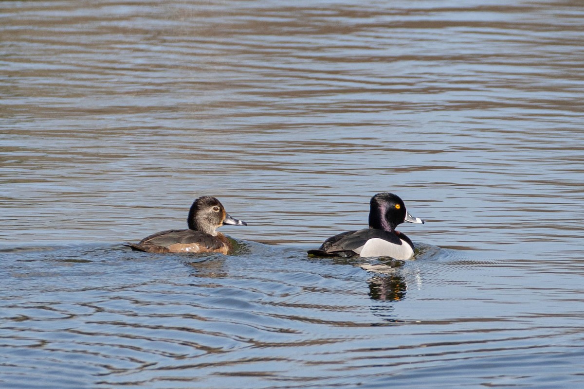 Ring-necked Duck - Denis Corbeil