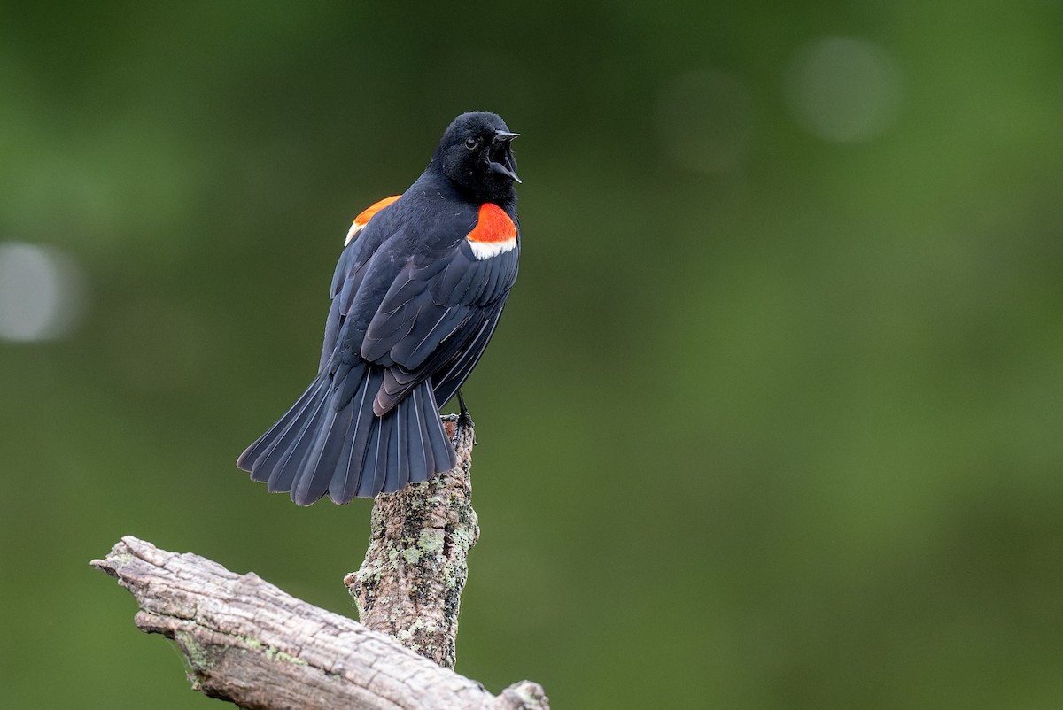 Red-winged Blackbird - Mitchell Goldfarb