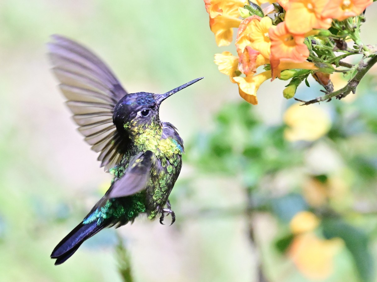 Fiery-throated Hummingbird - Vivian Fung