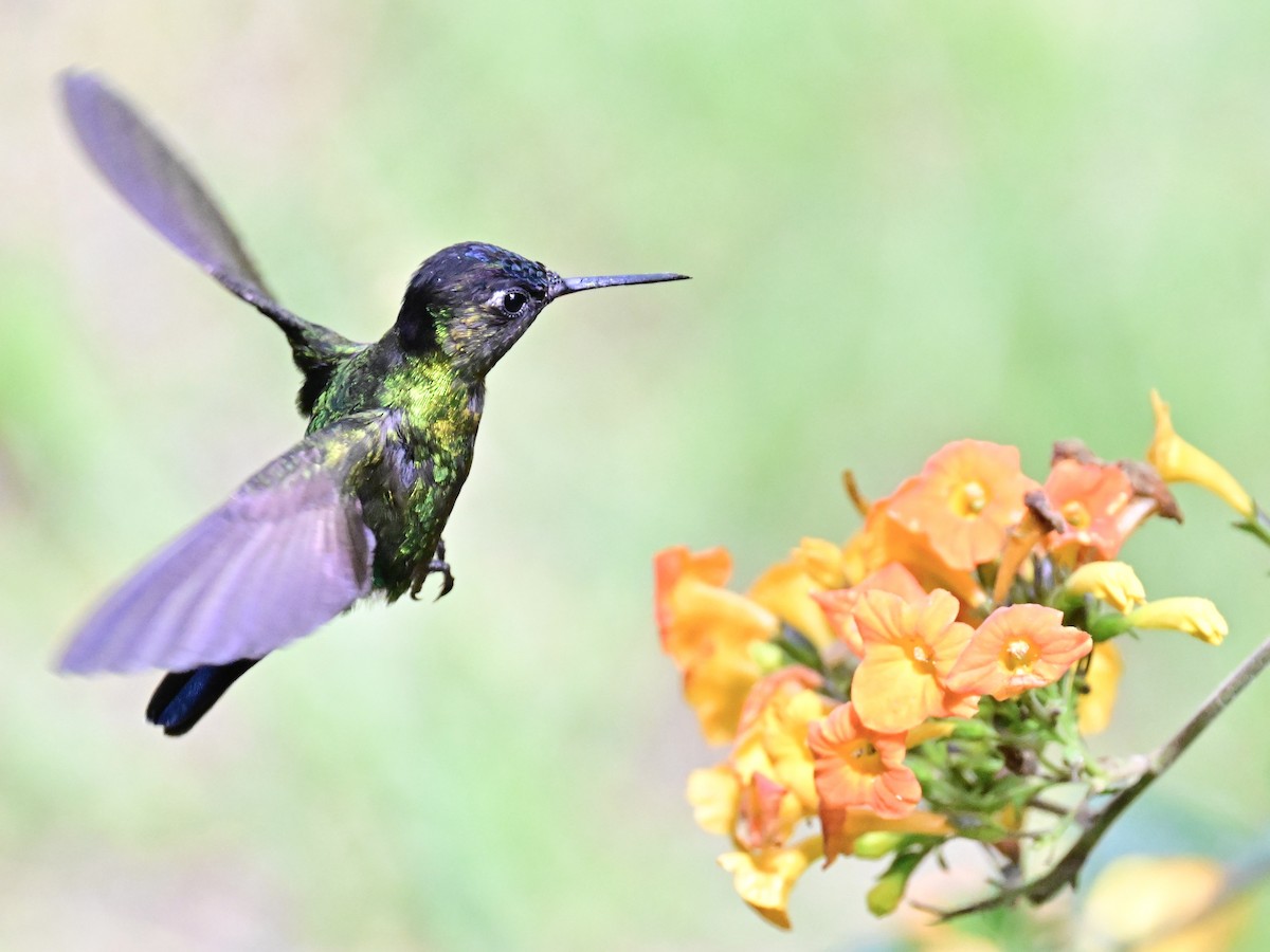 Fiery-throated Hummingbird - Vivian Fung