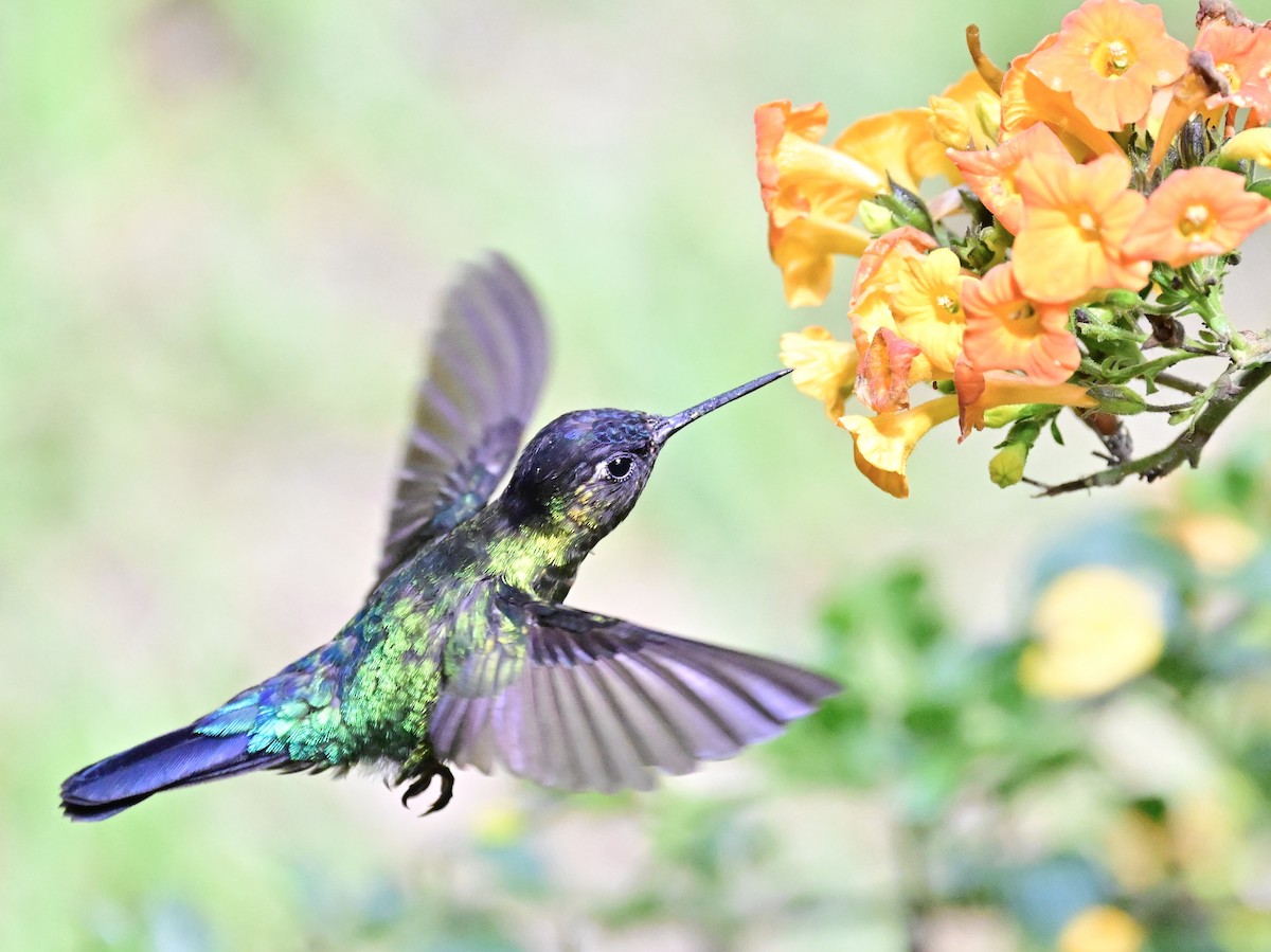 Fiery-throated Hummingbird - Vivian Fung