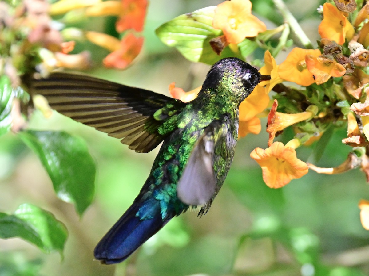 Fiery-throated Hummingbird - Vivian Fung